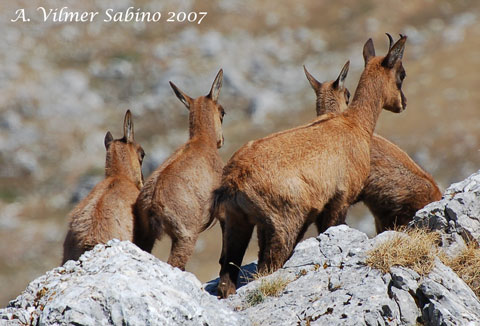 le mie prime foto ai camosci d''abruzzo