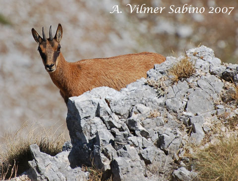 le mie prime foto ai camosci d''abruzzo