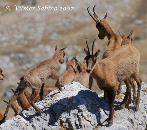 le mie prime foto ai camosci d''abruzzo