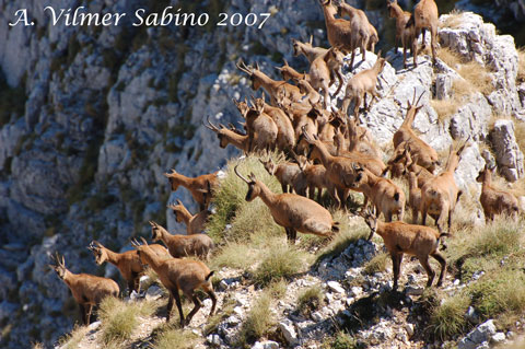 le mie prime foto ai camosci d''abruzzo