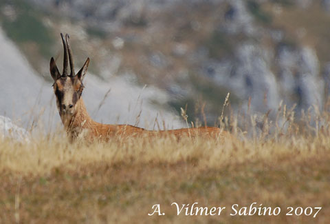 le mie prime foto ai camosci d''abruzzo