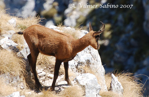 le mie prime foto ai camosci d''abruzzo