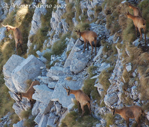 le mie prime foto ai camosci d''abruzzo