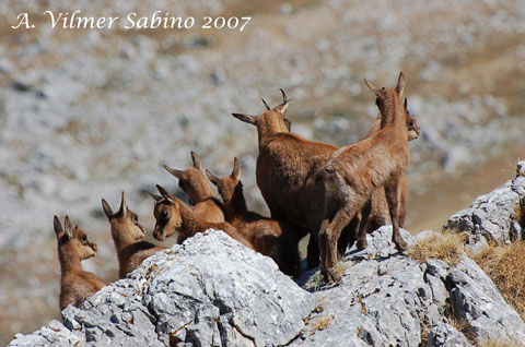 le mie prime foto ai camosci d''abruzzo