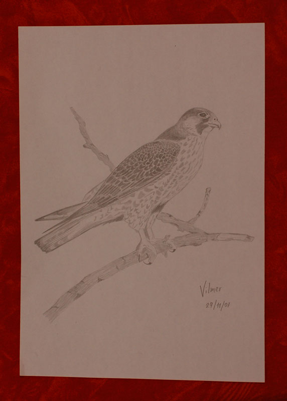 Disegnare gli uccelli - Prima lezione