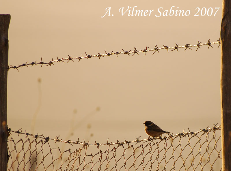 Saltimpalo. Un piccolo ritratto.