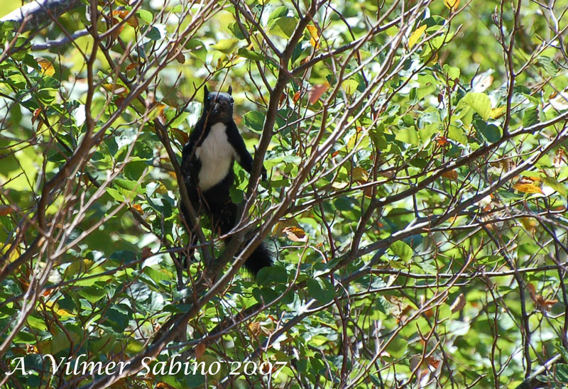 Sciurus vulgaris. Pollino