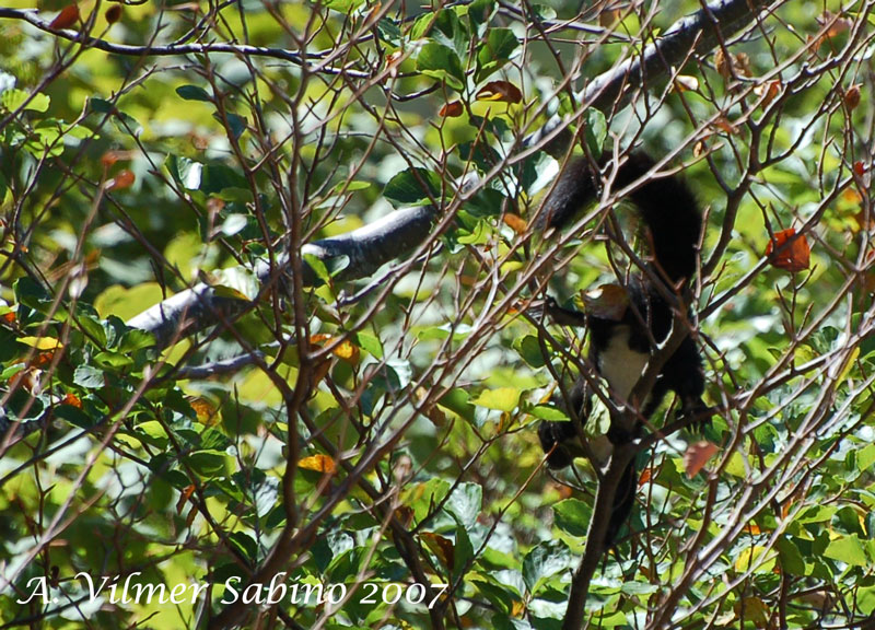 Sciurus vulgaris. Pollino