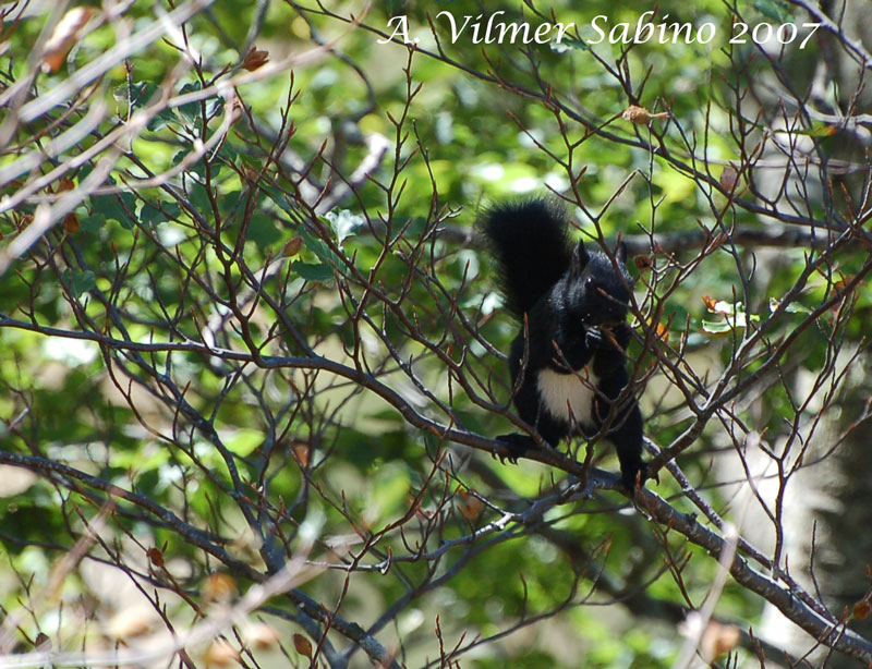 Sciurus vulgaris. Pollino