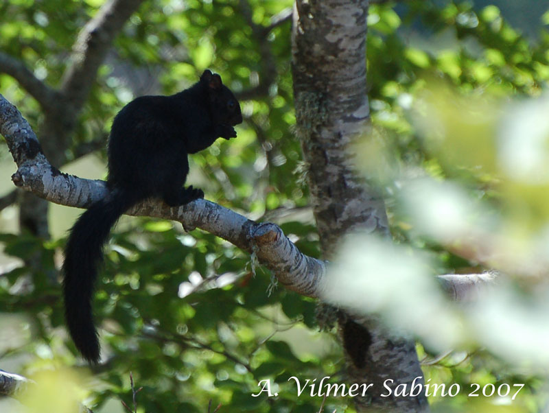 Sciurus vulgaris. Pollino