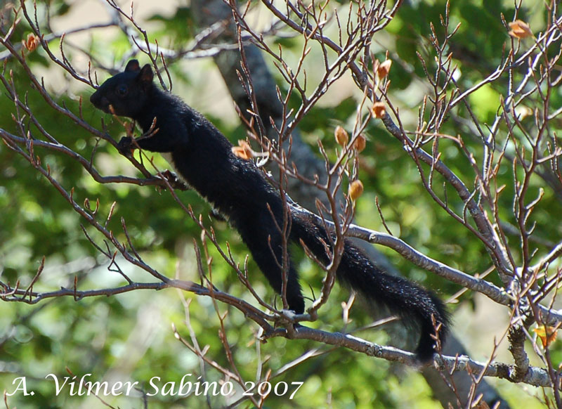 Sciurus vulgaris. Pollino