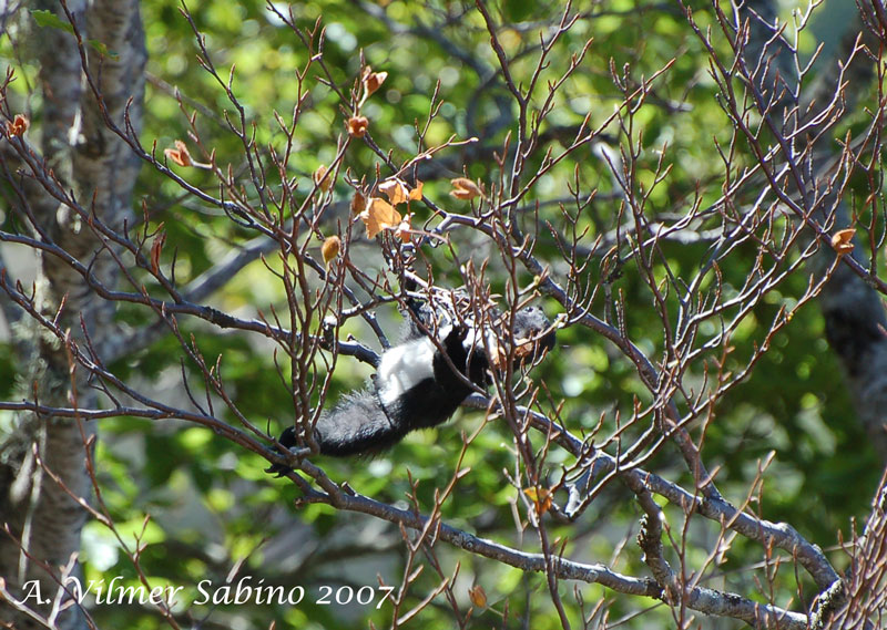 Sciurus vulgaris. Pollino