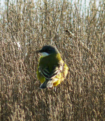 Cutrettola capocenerino - Motacilla flava cinereocapilla