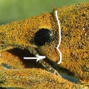 Curculionoidea d''Israele