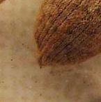 Curculio pellitus from Israel