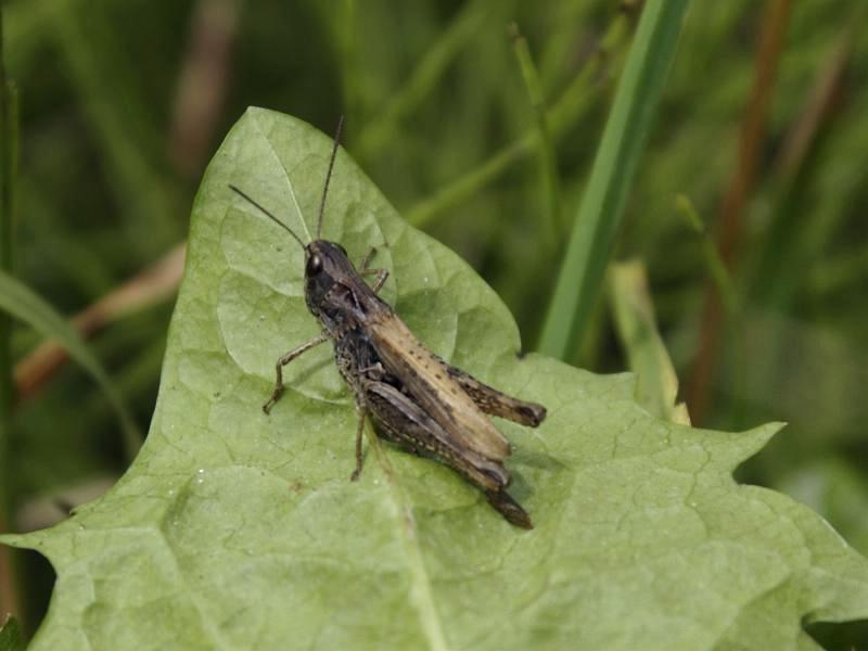 Chorthippus (Glyptobothrus) sp. del Tirolo