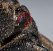 Brachycerus undatus dell''Elba