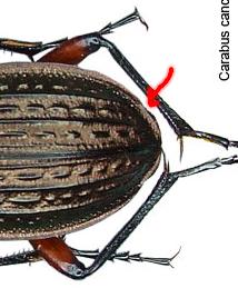 Coleotteri della zona di Feltre (BL) da determinare