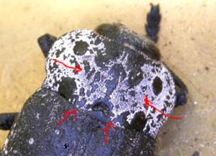 Capnodis tenebrionis
