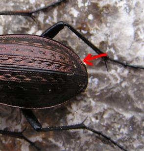 Coleotteri della zona di Feltre (BL) da determinare