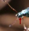 Identificazione curculionidea