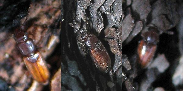 Che cos''è?  Placonotus cfr. testaceus (Laemophloeidae)