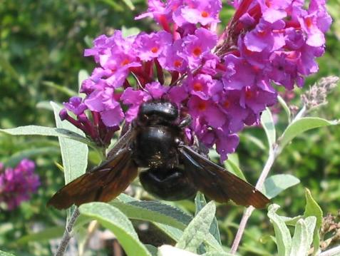 Xylocopa iris, non la violacea? No. Andrena sp.
