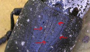 Capnodis tenebrionis