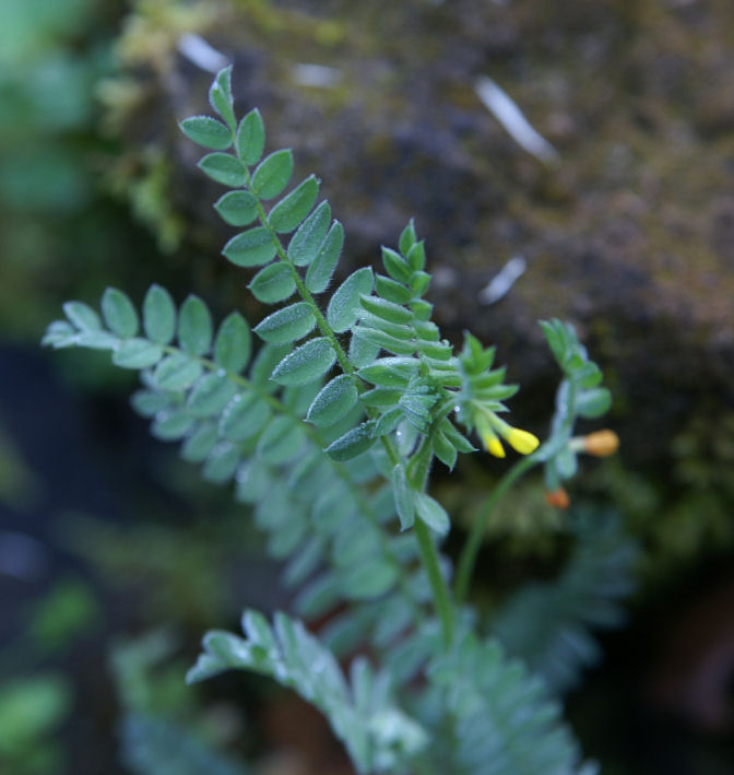 Ornithopus compressus / Uccellina comune