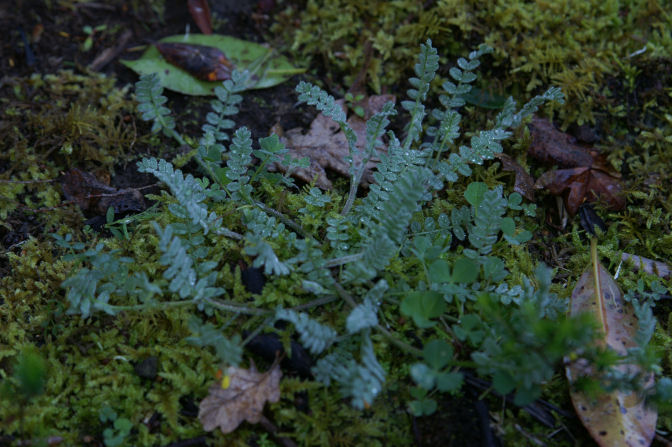 Ornithopus compressus / Uccellina comune