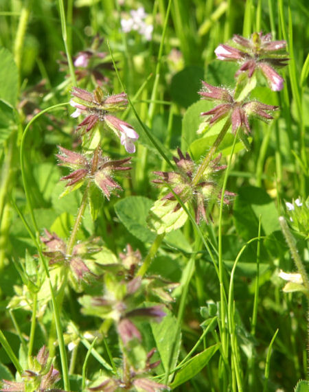 Stachys arvensis