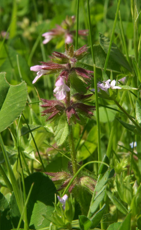 Stachys arvensis