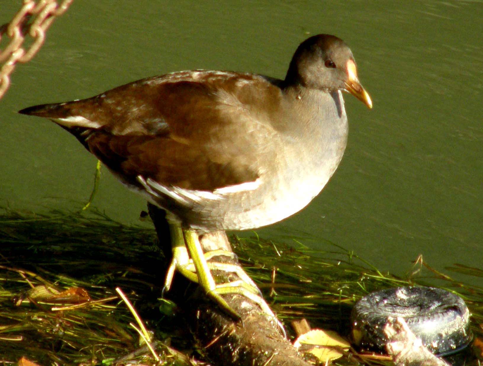 Niente dimorfismo sessuale tra le gallinelle d''acqua ?