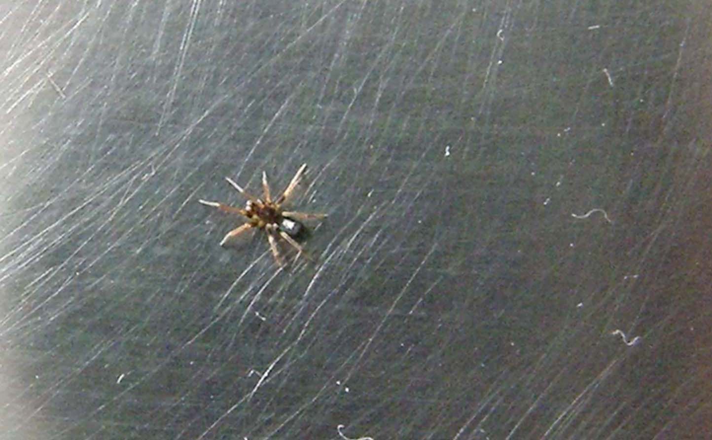 Pritha sagittata