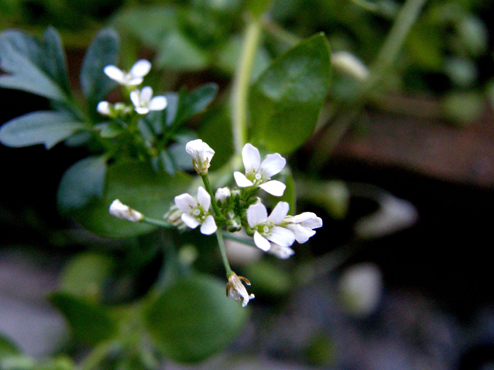 Cardamine hirsuta (Brassicaceae) e Eclipta prostrata (Asteraceae)