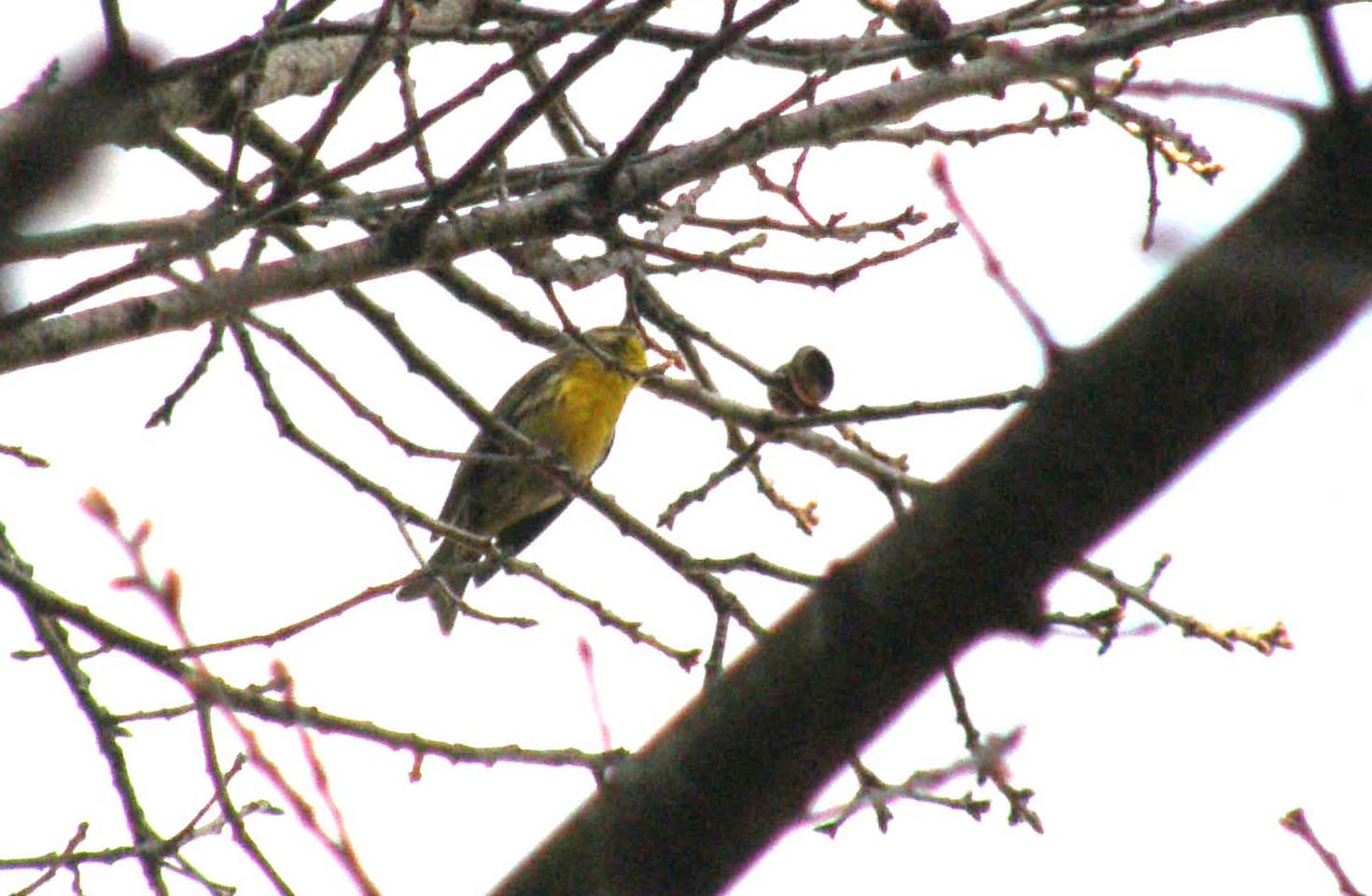 Ventre giallo e coda biforcuta