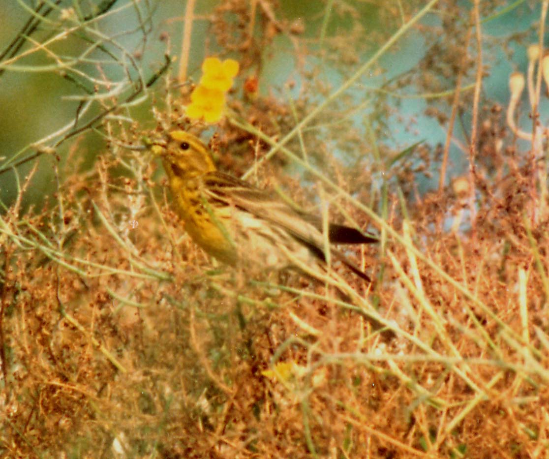 Ventre giallo e coda biforcuta