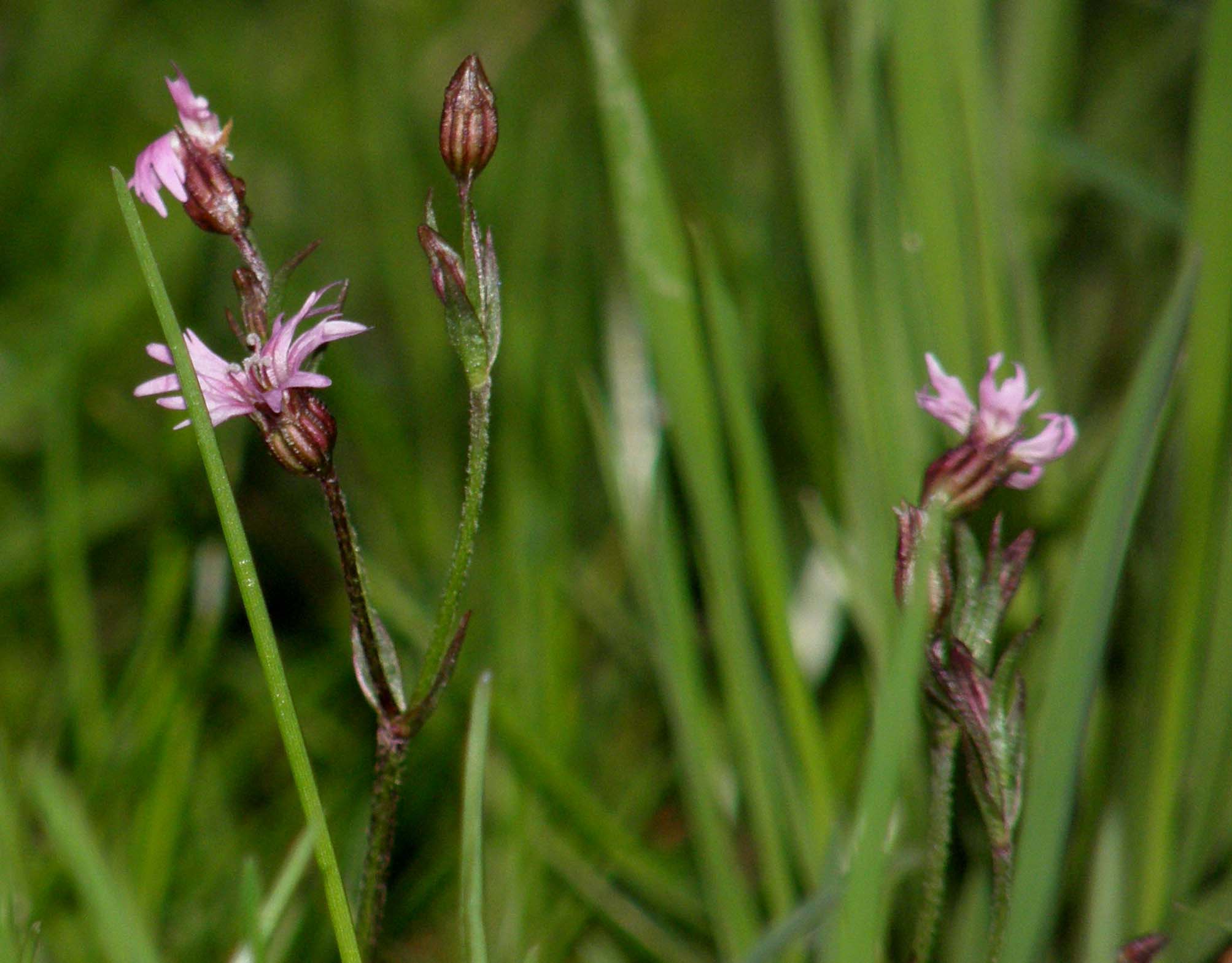 Silene flos-cuculi (Caryophyllaceae) e Myosotis sp. (Boraginaceae)