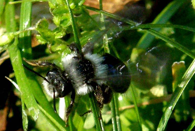Andrena cineraria (Apidae Andreninae)