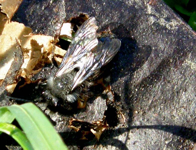 Andrena cineraria (Apidae Andreninae)