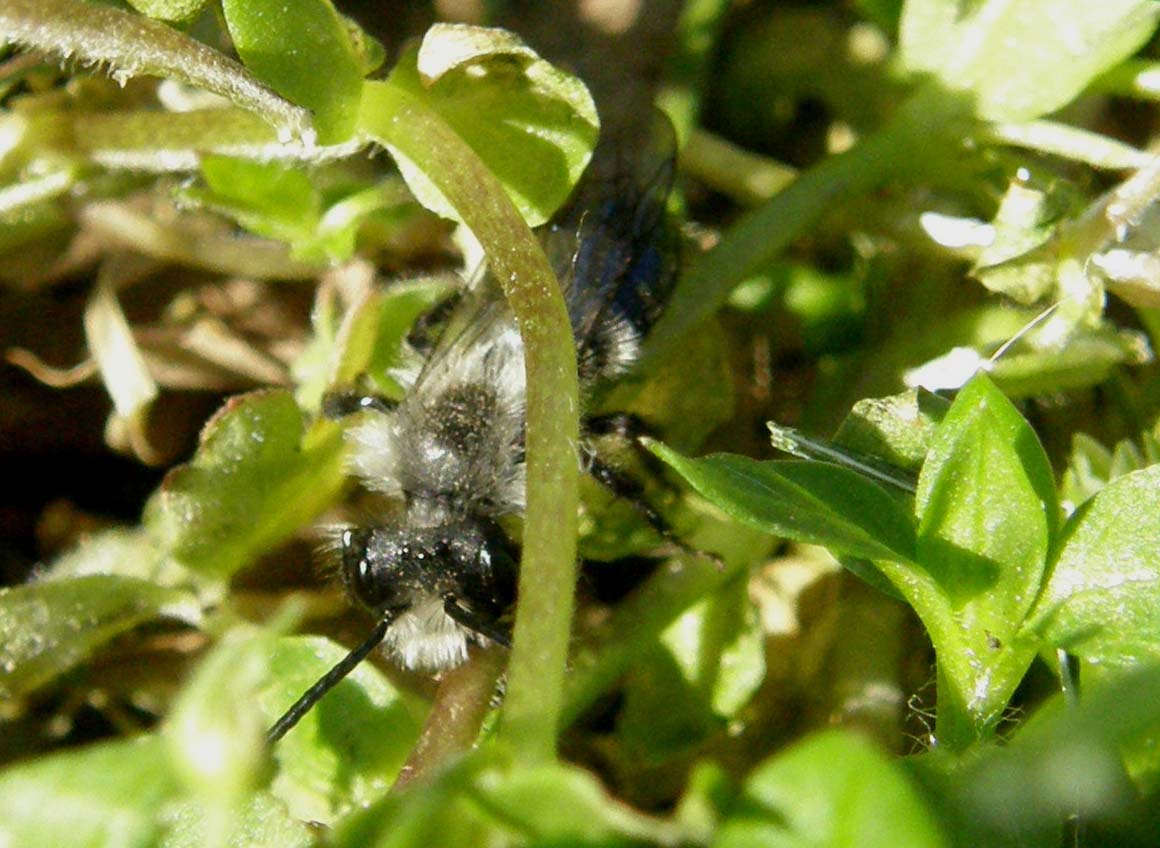 Andrena cineraria (Apidae Andreninae)