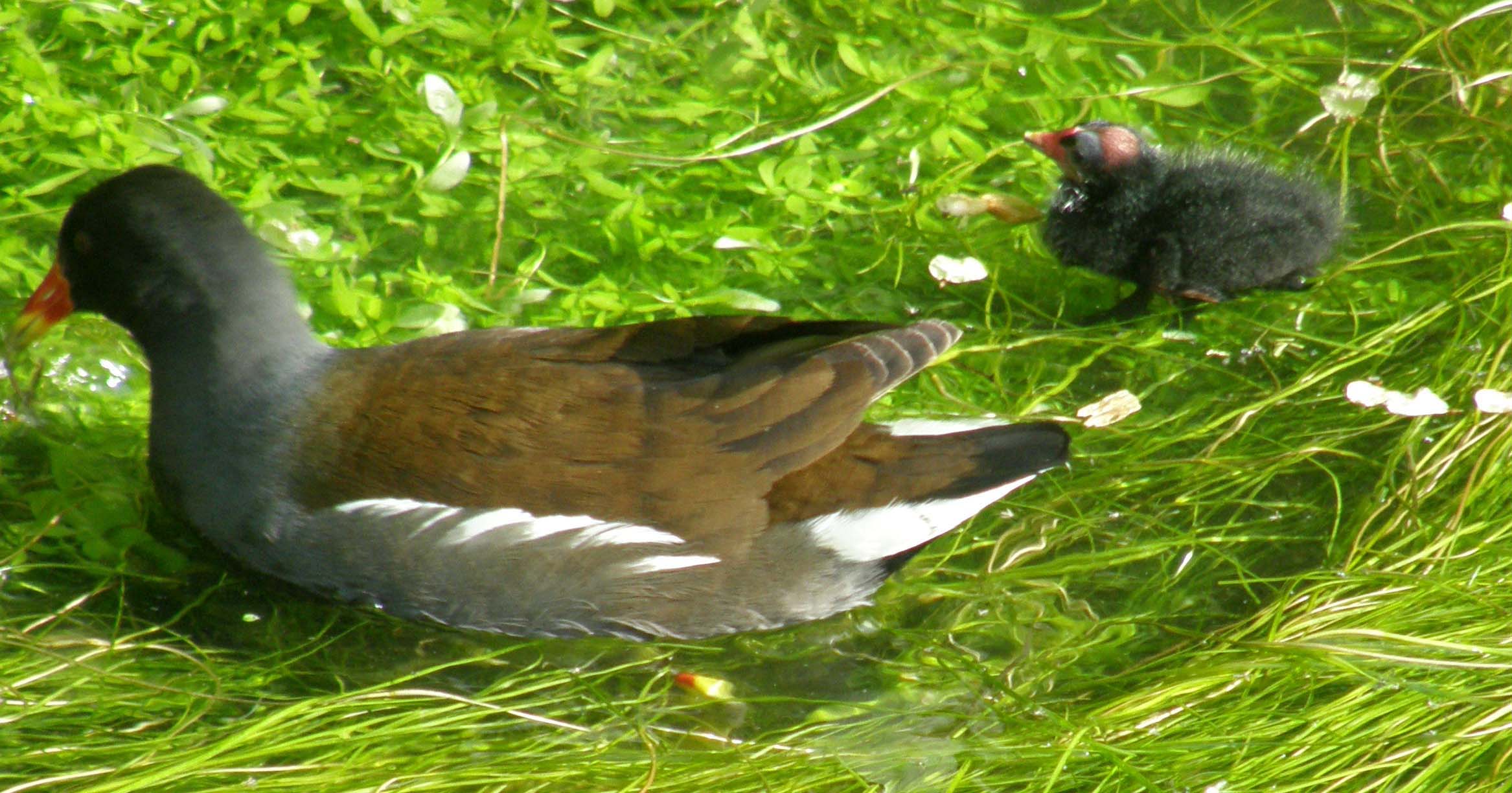 Ancora sulle gallinelle d''acqua milanesi