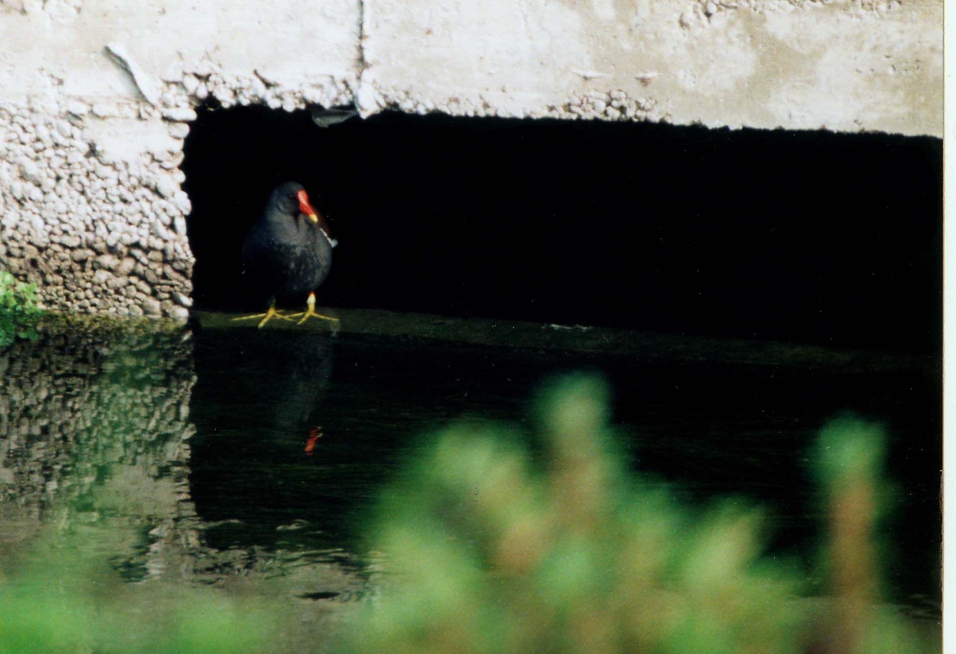 Le gallinelle d''acqua alla conquista di Milano