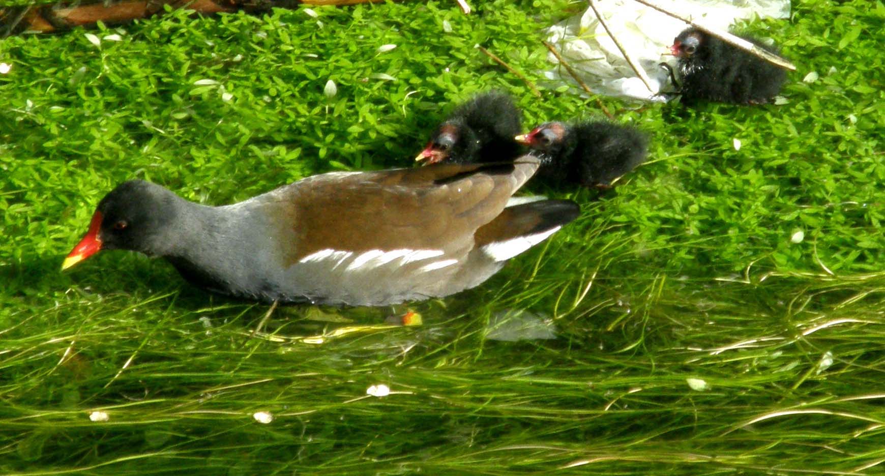 Ancora sulle gallinelle d''acqua milanesi