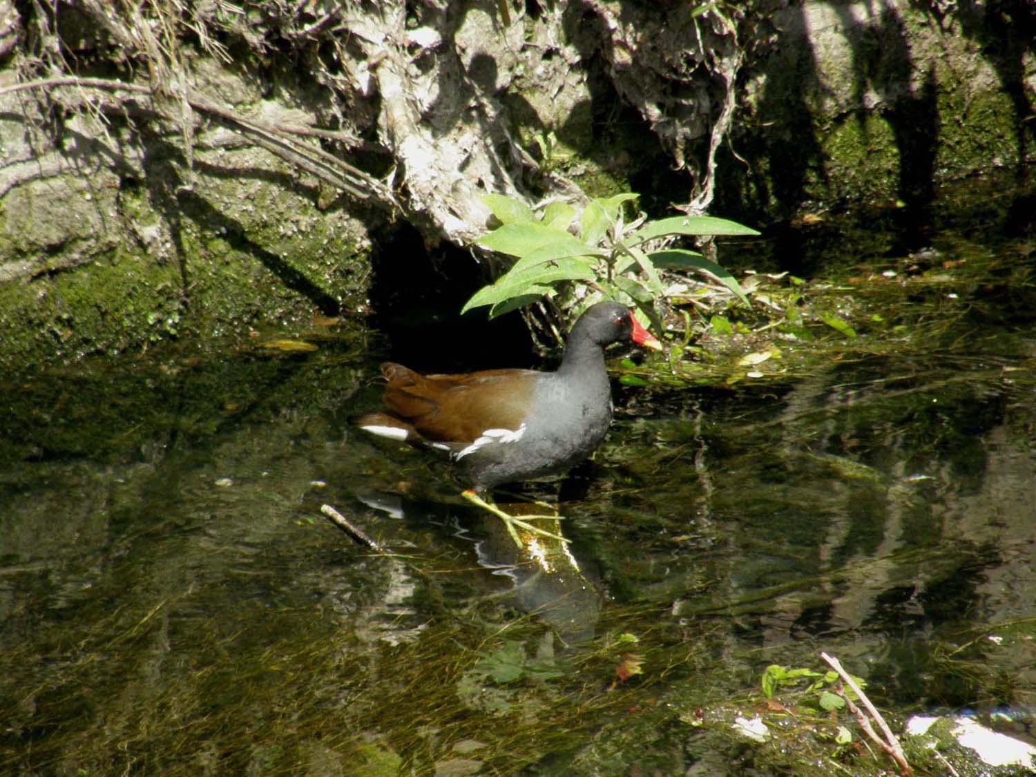 Le gallinelle d''acqua alla conquista di Milano