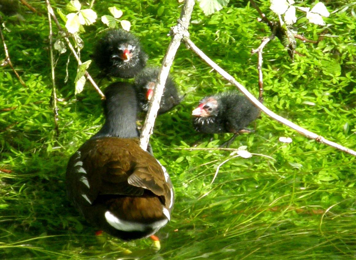 Ancora sulle gallinelle d''acqua milanesi