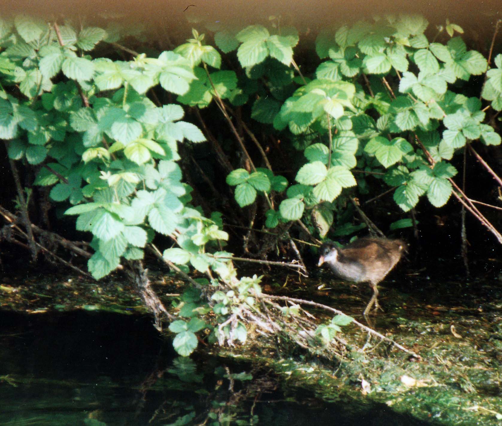 Le gallinelle d''acqua alla conquista di Milano