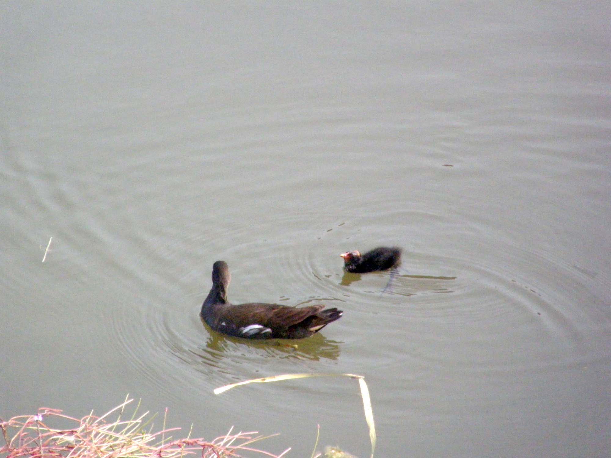 Le gallinelle d''acqua alla conquista di Milano