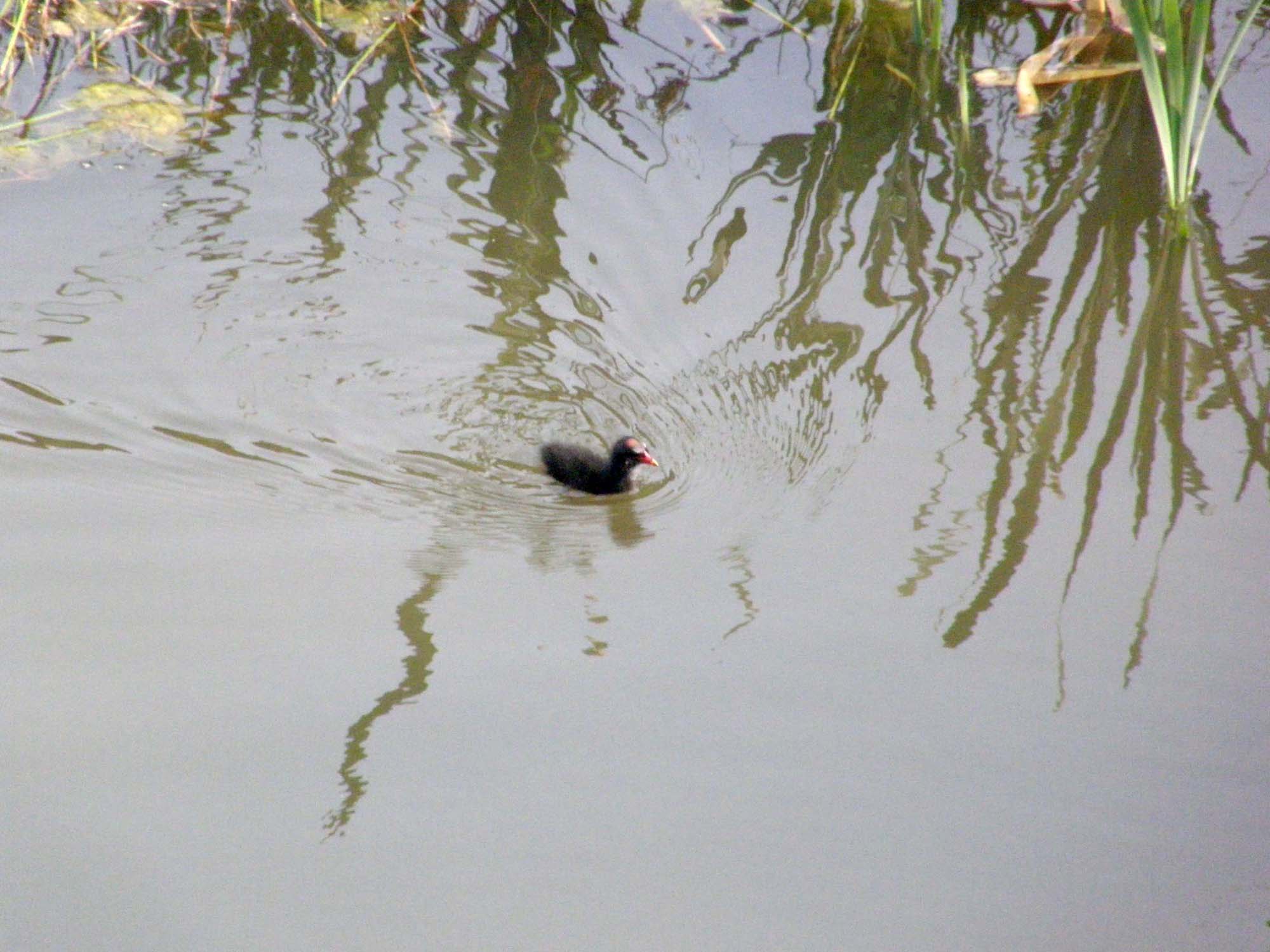 Le gallinelle d''acqua alla conquista di Milano