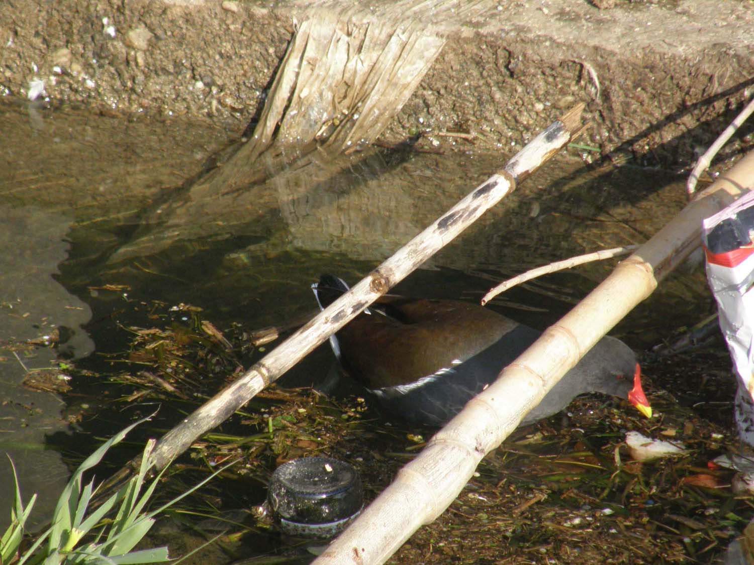 Le gallinelle d''acqua alla conquista di Milano